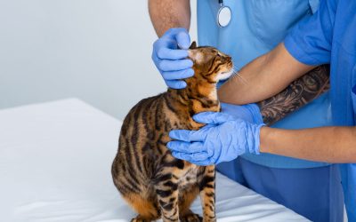 closeup-view-of-animal-doctor-with-assistant-check-2023-11-27-05-31-30-utc