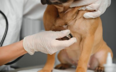 vet-listening-dog-with-stetoscope-in-veterinary-cl-2023-11-27-04-51-00-utc